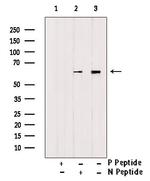 Phospho-c-Fos (Ser32) Antibody in Western Blot (WB)