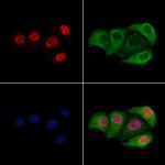 Phospho-RUNX1 (Ser249) Antibody in Immunocytochemistry (ICC/IF)