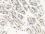 Phospho-RUNX1 (Ser249) Antibody in Immunohistochemistry (Paraffin) (IHC (P))