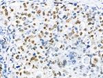 Phospho-RUNX1 (Ser249) Antibody in Immunohistochemistry (Paraffin) (IHC (P))