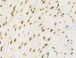 Phospho-RUNX1 (Ser249) Antibody in Immunohistochemistry (Paraffin) (IHC (P))