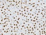 Phospho-RUNX1 (Ser249) Antibody in Immunohistochemistry (Paraffin) (IHC (P))