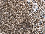 Phospho-RUNX1 (Ser249) Antibody in Immunohistochemistry (Paraffin) (IHC (P))