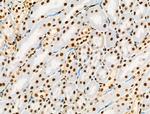 Phospho-RUNX1 (Ser249) Antibody in Immunohistochemistry (Paraffin) (IHC (P))