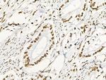 Phospho-RUNX1 (Ser249) Antibody in Immunohistochemistry (Paraffin) (IHC (P))