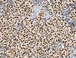 Phospho-RUNX1 (Ser249) Antibody in Immunohistochemistry (Paraffin) (IHC (P))