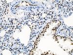 Phospho-RUNX1 (Ser249) Antibody in Immunohistochemistry (Paraffin) (IHC (P))