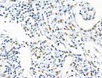 Phospho-RUNX1 (Ser249) Antibody in Immunohistochemistry (Paraffin) (IHC (P))