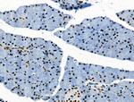 Phospho-RUNX1 (Ser249) Antibody in Immunohistochemistry (Paraffin) (IHC (P))