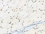 Phospho-RUNX1 (Ser249) Antibody in Immunohistochemistry (Paraffin) (IHC (P))