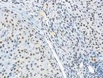 Phospho-RUNX1 (Ser249) Antibody in Immunohistochemistry (Paraffin) (IHC (P))