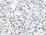 Phospho-RUNX1 (Ser249) Antibody in Immunohistochemistry (Paraffin) (IHC (P))