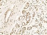 Phospho-BCL9L (Ser915) Antibody in Immunohistochemistry (Paraffin) (IHC (P))