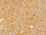 Phospho-Beclin 1 (Ser15) Antibody in Immunohistochemistry (Paraffin) (IHC (P))