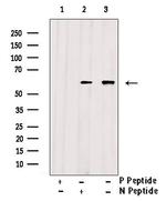 Phospho-Beclin 1 (Ser15) Antibody in Western Blot (WB)