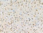 Phospho-BMAL1 (Ser42) Antibody in Immunohistochemistry (Paraffin) (IHC (P))