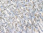 Phospho-BMAL1 (Ser42) Antibody in Immunohistochemistry (Paraffin) (IHC (P))