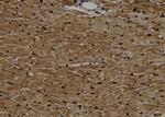 Phospho-BMAL1 (Ser42) Antibody in Immunohistochemistry (Paraffin) (IHC (P))