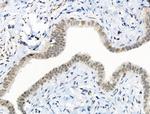 Phospho-CENPA (Ser7) Antibody in Immunohistochemistry (Paraffin) (IHC (P))