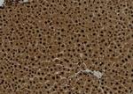 Phospho-CENPA (Ser7) Antibody in Immunohistochemistry (Paraffin) (IHC (P))