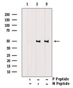 Phospho-Cyclin E (Thr77) Antibody in Western Blot (WB)