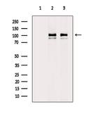 Phospho-EEF2K (Ser366) Antibody in Western Blot (WB)