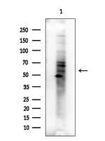 Phospho-Cytokeratin 20 (Ser13) Antibody in Western Blot (WB)