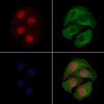 Phospho-MEK1 (Thr286) Antibody in Immunocytochemistry (ICC/IF)