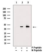 Phospho-MEK1 (Thr286) Antibody in Western Blot (WB)