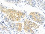 Phospho-C2orf33 (Ser172, Ser146) Antibody in Immunohistochemistry (Paraffin) (IHC (P))