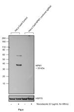 Phospho-NPM1 (Thr95) Antibody