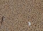 Phospho-NPM1 (Thr95) Antibody in Immunohistochemistry (Paraffin) (IHC (P))