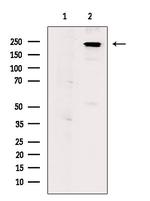 Phospho-NuMA (Ser395) Antibody in Western Blot (WB)