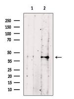 Phospho-PBK (Thr9) Antibody in Western Blot (WB)