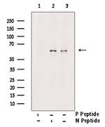 Phospho-PLK1 (Thr210) Antibody in Western Blot (WB)