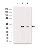 Phospho-PRAS40 (Ser183) Antibody in Western Blot (WB)