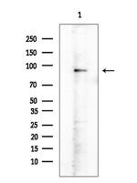 Phospho-PSD-95 (Ser295) Antibody in Western Blot (WB)