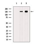 Phospho-SF3B1 (Thr313) Antibody in Western Blot (WB)