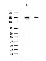 Phospho-SF3B1 (Thr313) Antibody in Western Blot (WB)