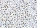 Phospho-SKP2 (Ser64) Antibody in Immunohistochemistry (Paraffin) (IHC (P))