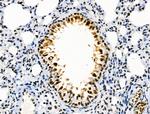 Phospho-SKP2 (Ser64) Antibody in Immunohistochemistry (Paraffin) (IHC (P))