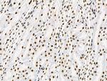 Phospho-SKP2 (Ser64) Antibody in Immunohistochemistry (Paraffin) (IHC (P))