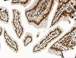 Phospho-SKP2 (Ser64) Antibody in Immunohistochemistry (Paraffin) (IHC (P))