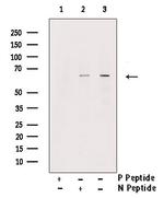 Phospho-SMAD1 (Ser206) Antibody in Western Blot (WB)