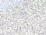 Phospho-SQSTM1 (Ser349) Antibody in Immunohistochemistry (Paraffin) (IHC (P))