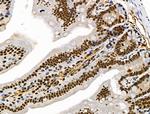 Phospho-SRC3 (Thr24) Antibody in Immunohistochemistry (Paraffin) (IHC (P))