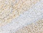 Phospho-SRC3 (Thr24) Antibody in Immunohistochemistry (Paraffin) (IHC (P))