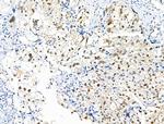 Phospho-Survivin (Thr34) Antibody in Immunohistochemistry (Paraffin) (IHC (P))