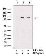 Phospho-TAK1 (Ser439) Antibody in Western Blot (WB)