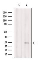 Phospho-TPT1 (Ser46) Antibody in Western Blot (WB)